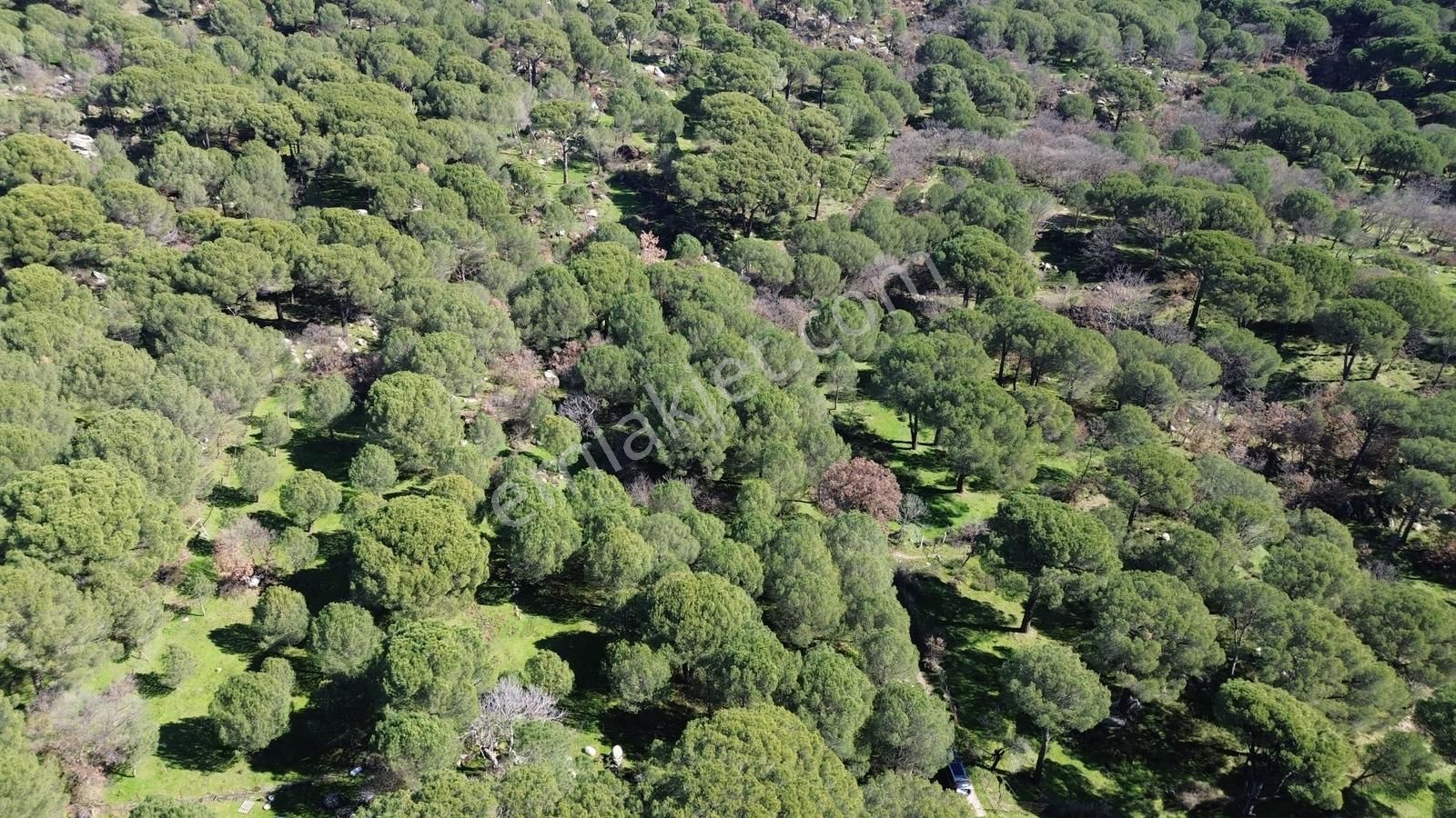 Bergama Kozak Hacıhamzalar Mah'de Satılık 542m2 Bağ - Görsel 7