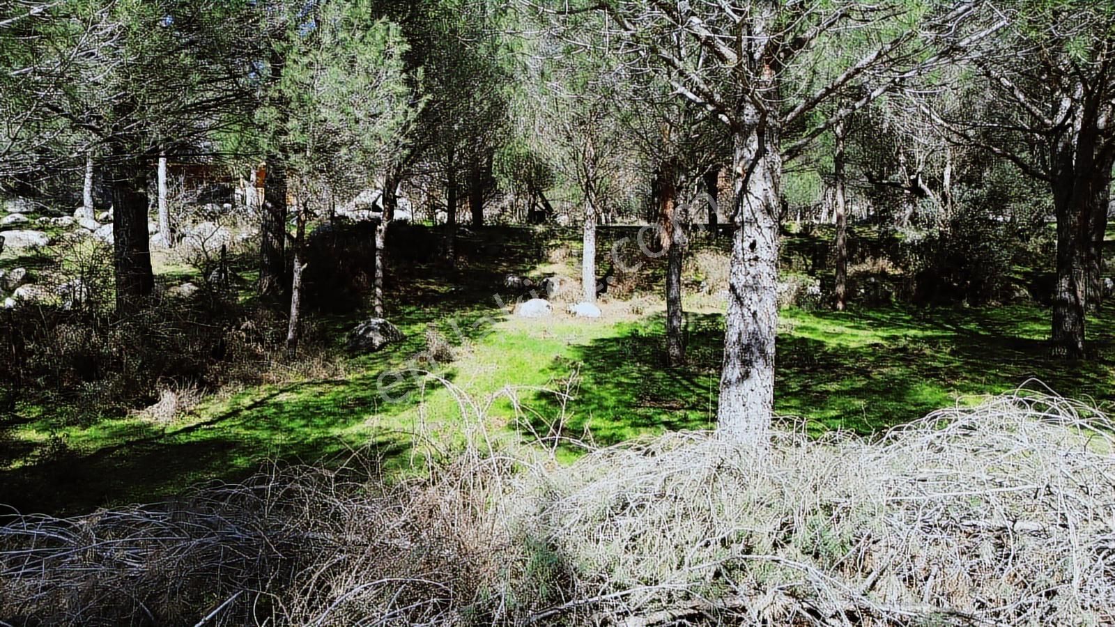 Bergama Kozak Hacıhamzalar Mah'de Satılık 542m2 Bağ - Görsel 9