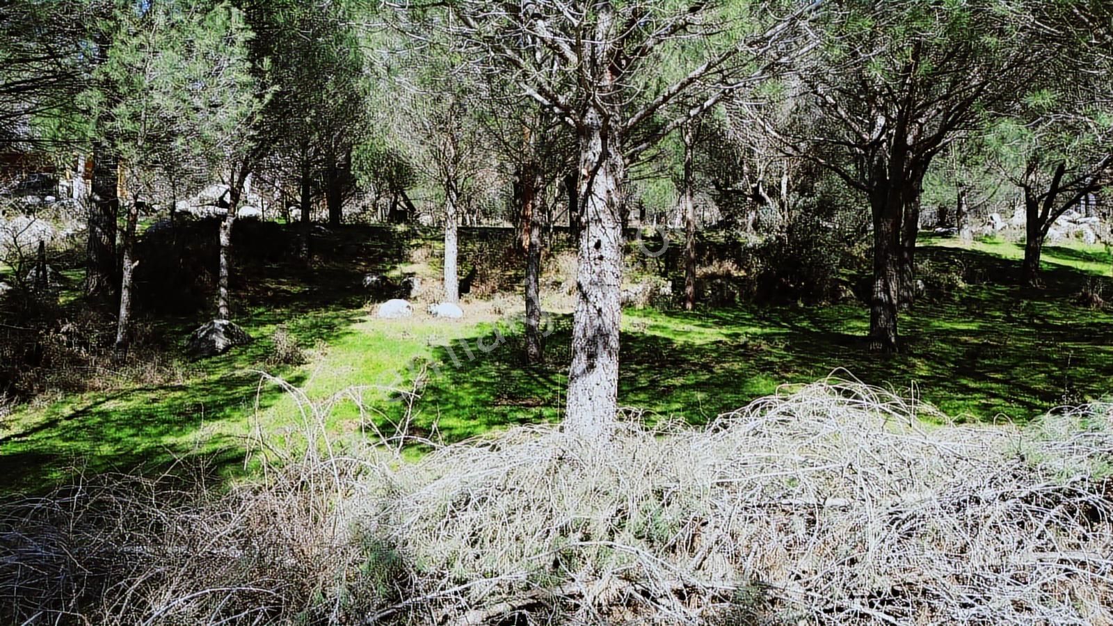 Bergama Kozak Hacıhamzalar Mah'de Satılık 542m2 Bağ - Görsel 24