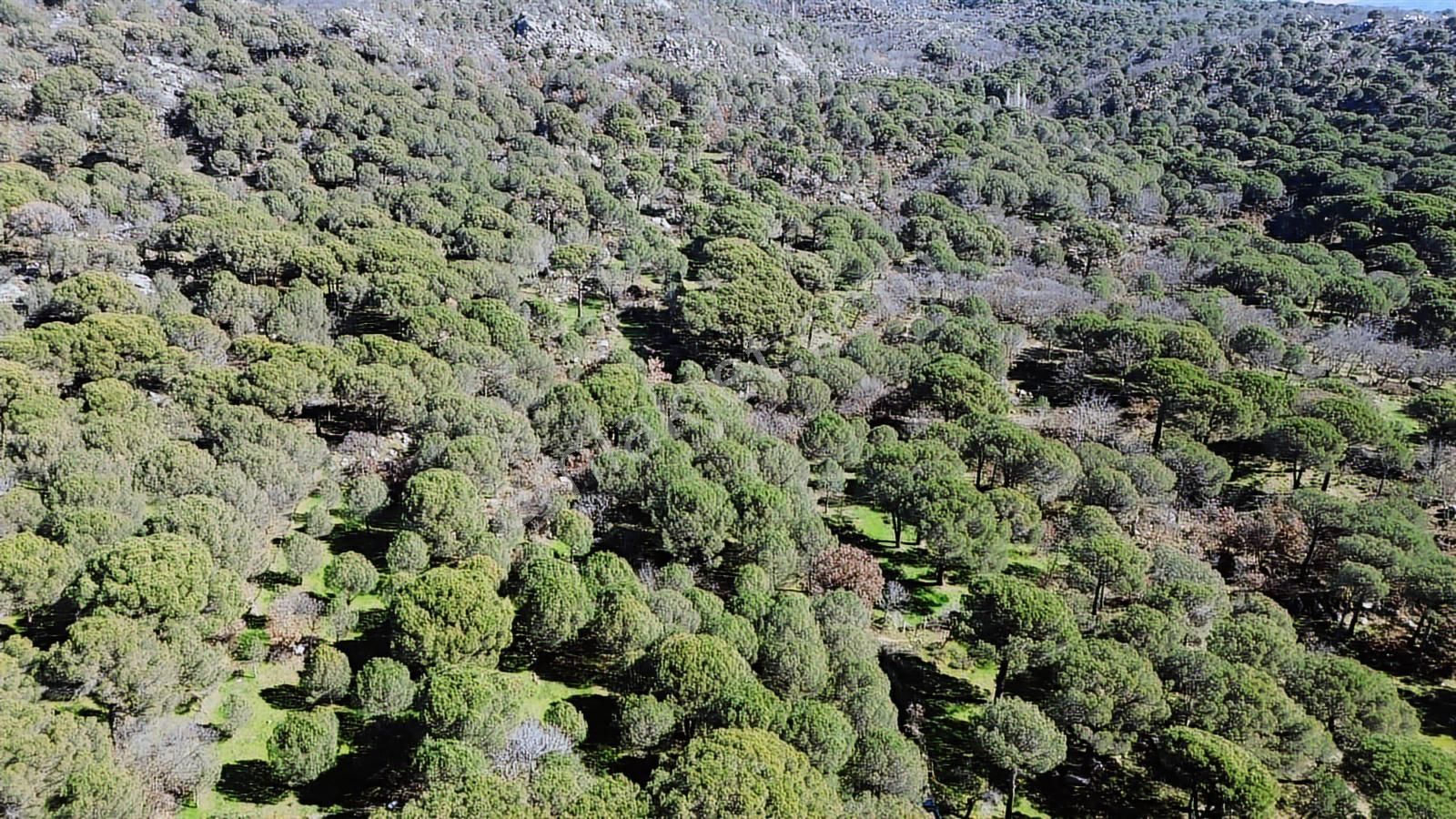 Bergama Kozak Hacıhamzalar Mah'de Satılık 542m2 Bağ - Görsel 8