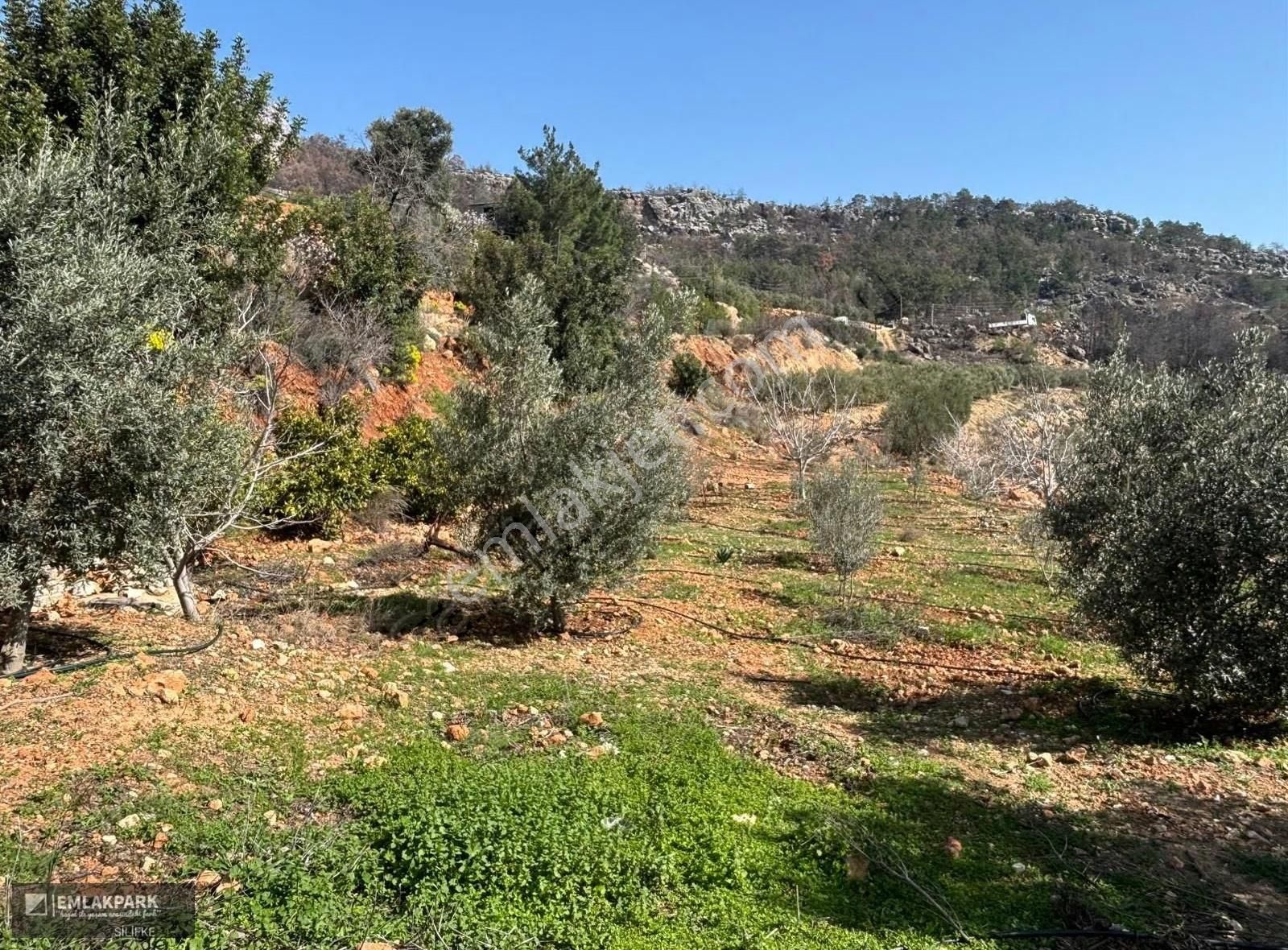 Silifke Kocapınarda Doğa İçinde Müstakil Ev & 3.000 M² Arsa - Görsel 17