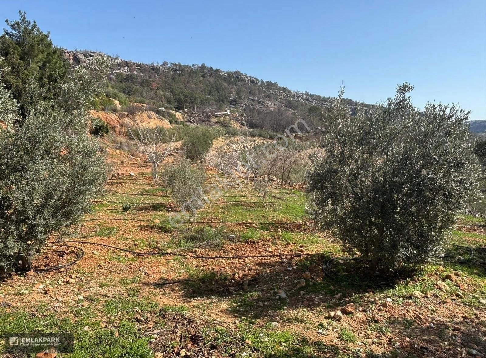 Silifke Kocapınarda Doğa İçinde Müstakil Ev & 3.000 M² Arsa - Görsel 18