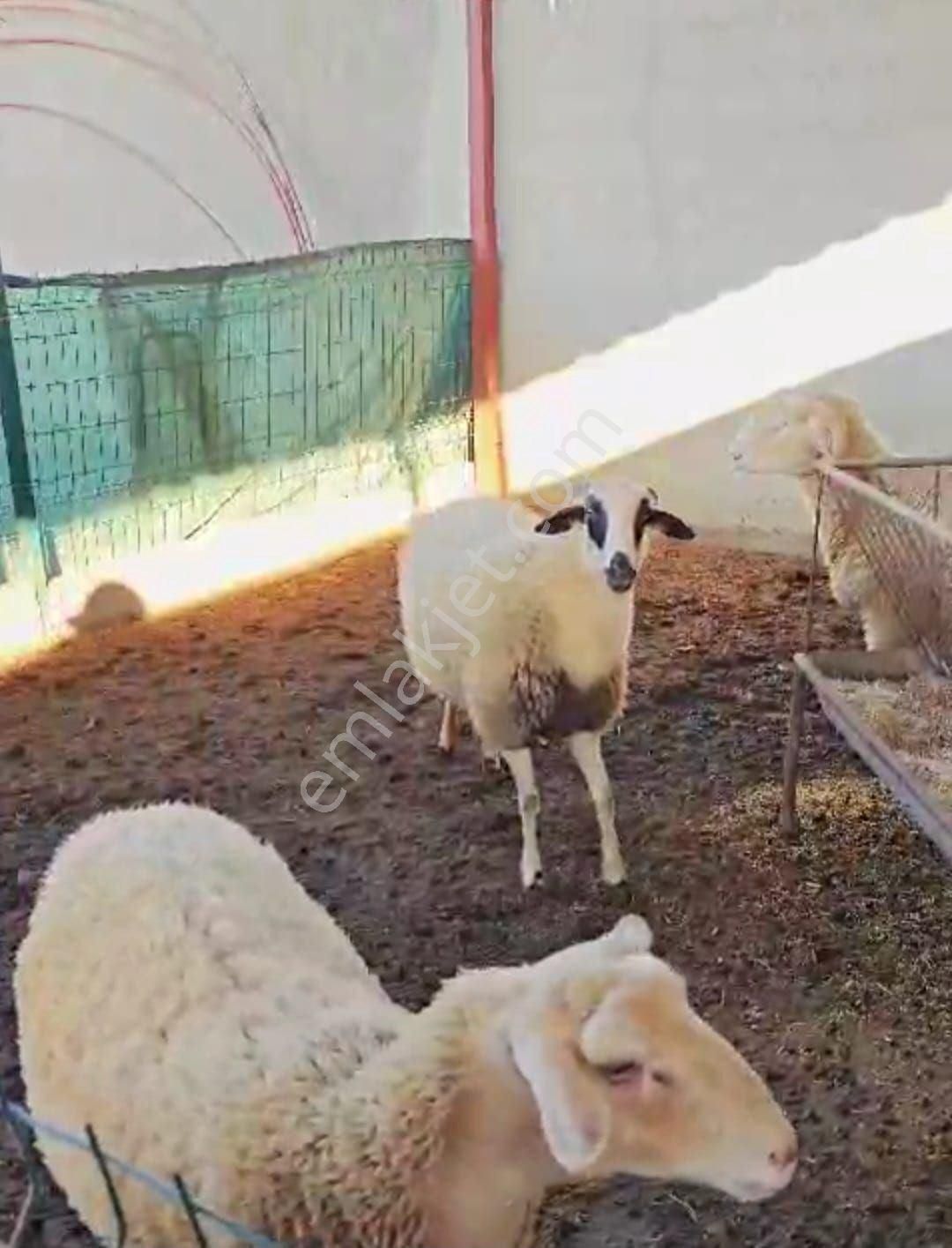 İzmir Ödemiş Konaklı Mah. Satılık Çiftlik - Görsel 12