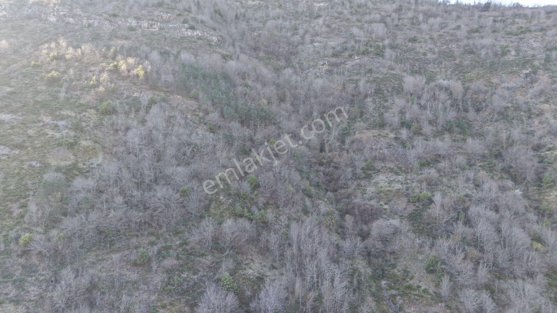 Trabzon Maçka Öğütlü Mahallesi 3383 M2 Satılık Arsa - Görsel 4