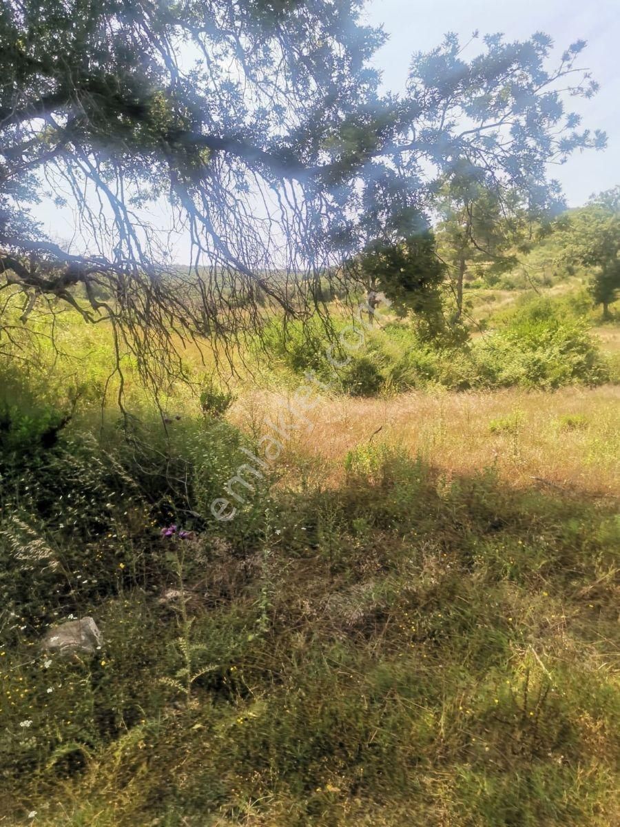 Cevizler De Satılık Tek Tapu Tarla - Görsel 6