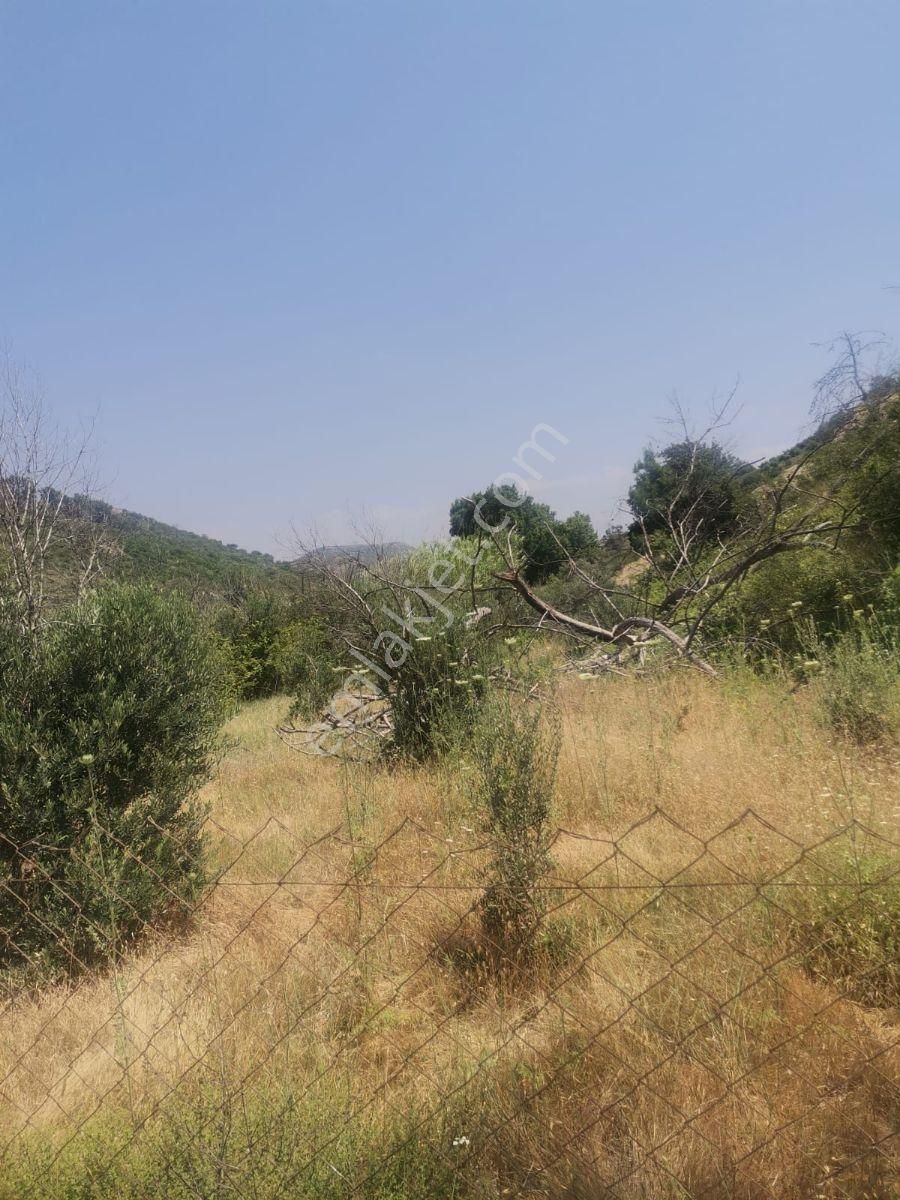 Cevizler De Satılık Tek Tapu Tarla - Görsel 2