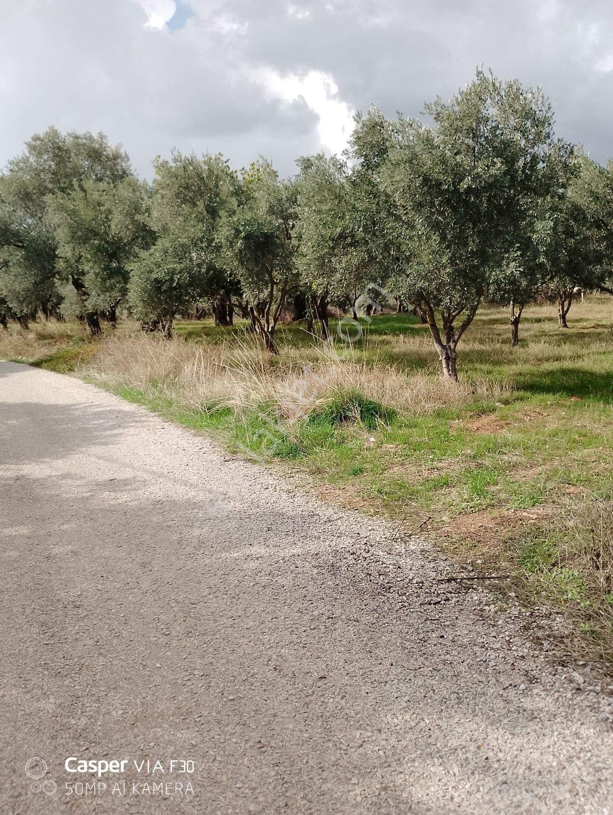 Torbalı Dirmilde Yapı Kayıt Belgeli, Yola Cepheli Zeytinlik - Görsel 10