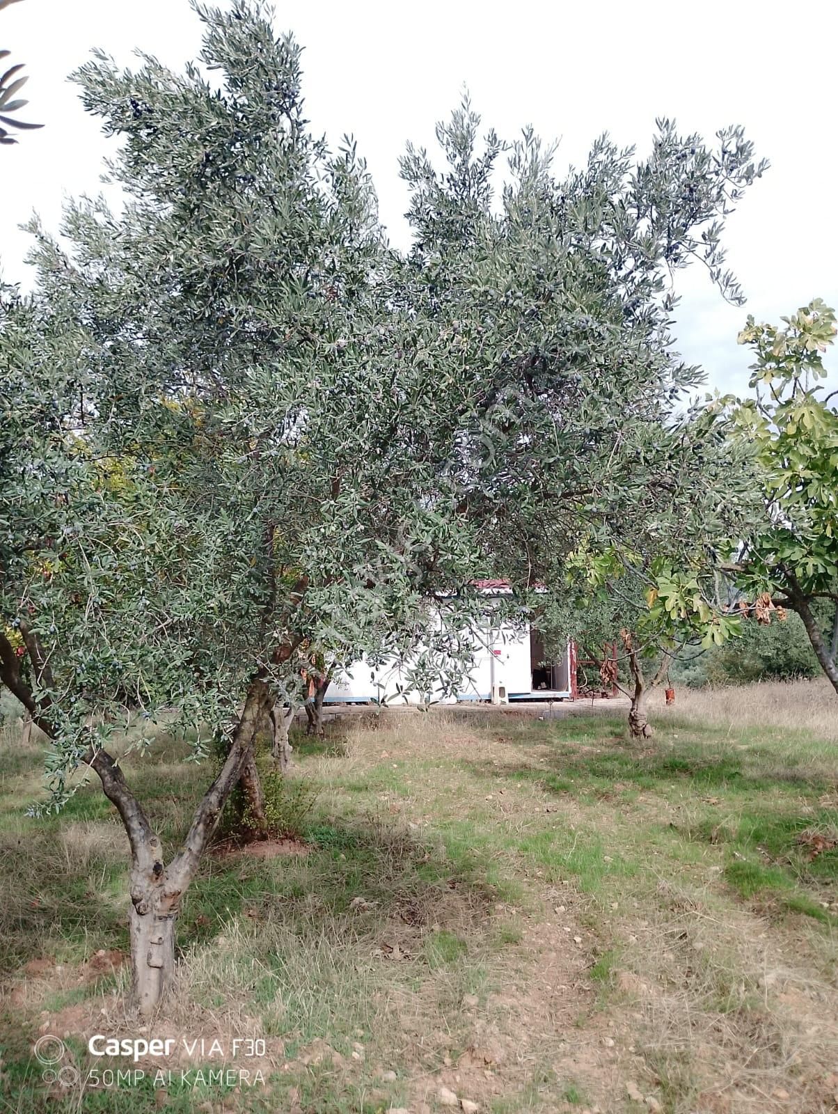 Torbalı Dirmilde Yapı Kayıt Belgeli, Yola Cepheli Zeytinlik - Görsel 8