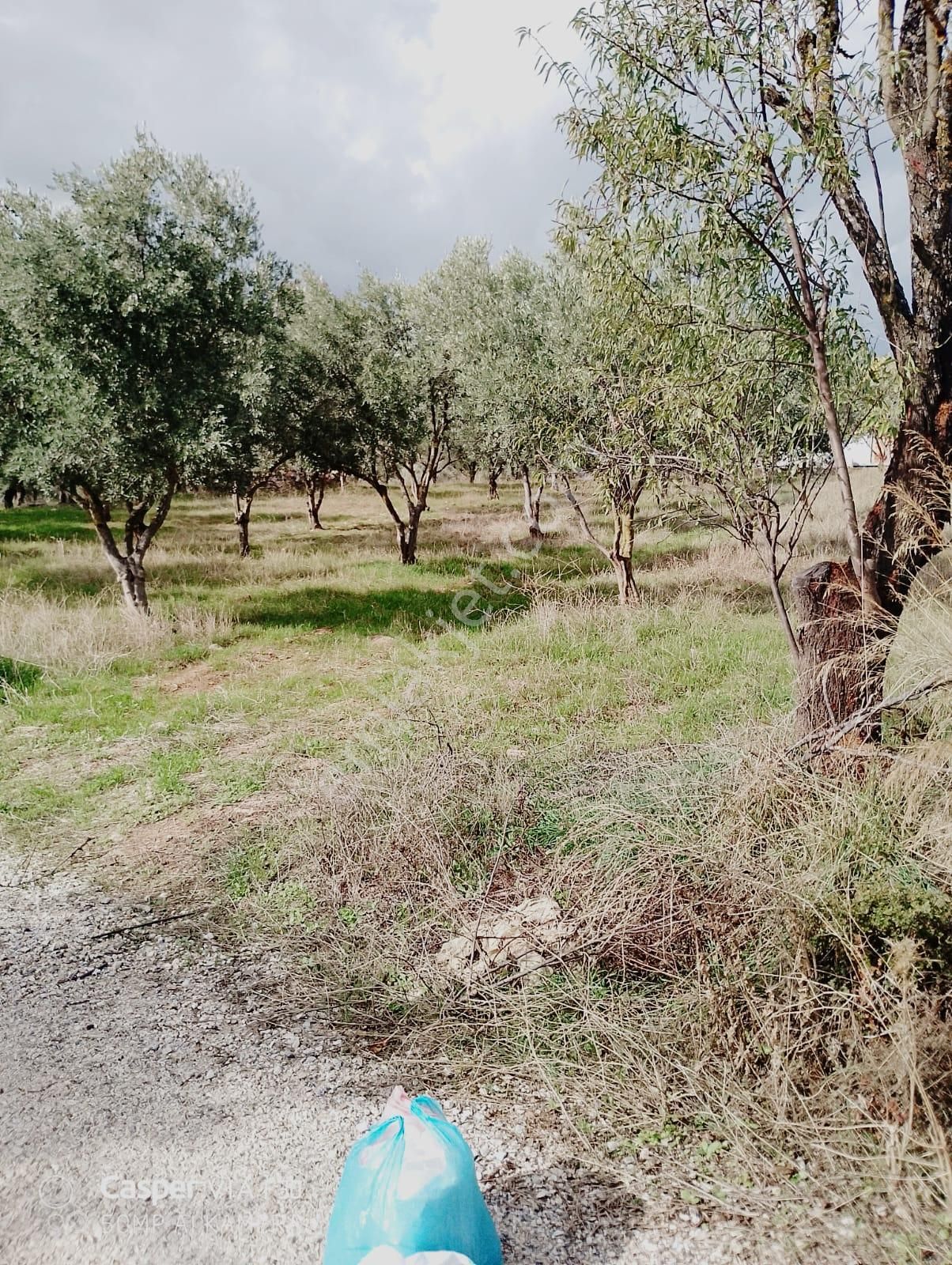 Torbalı Dirmilde Yapı Kayıt Belgeli, Yola Cepheli Zeytinlik - Görsel 4