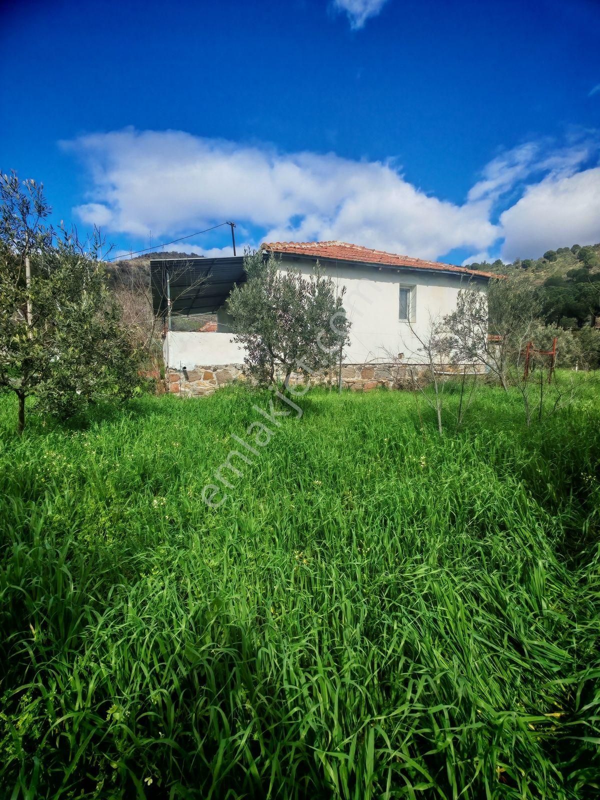 Dikili Kıroba Köyünde 590 M2 Bahçe İçinde Satılık Köy Evi - Görsel 2