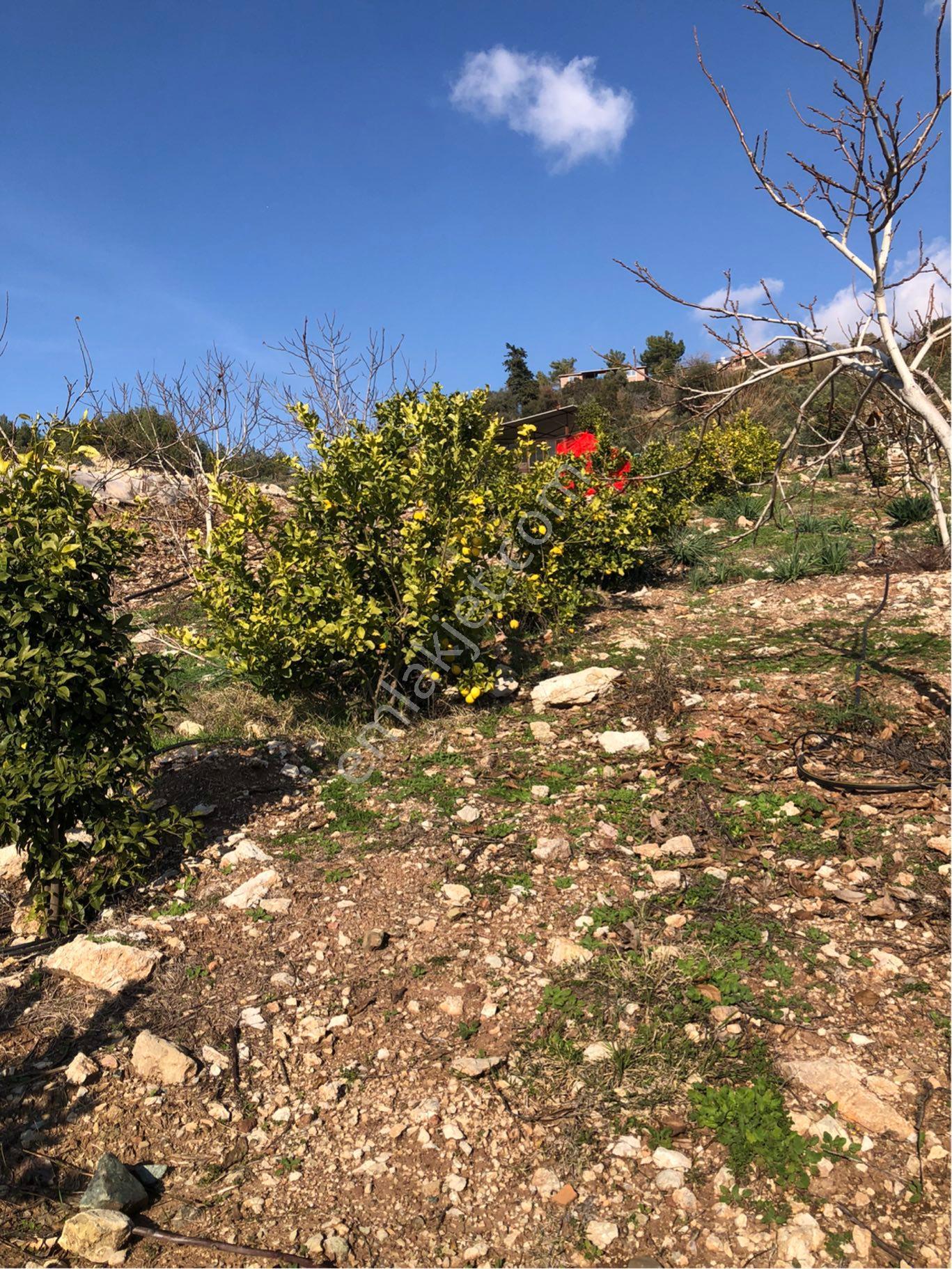 Kumluca’da Deniz Ve Orman Manzaralı,müstakil Tapulu Narenciye Bahçesi - Görsel 8