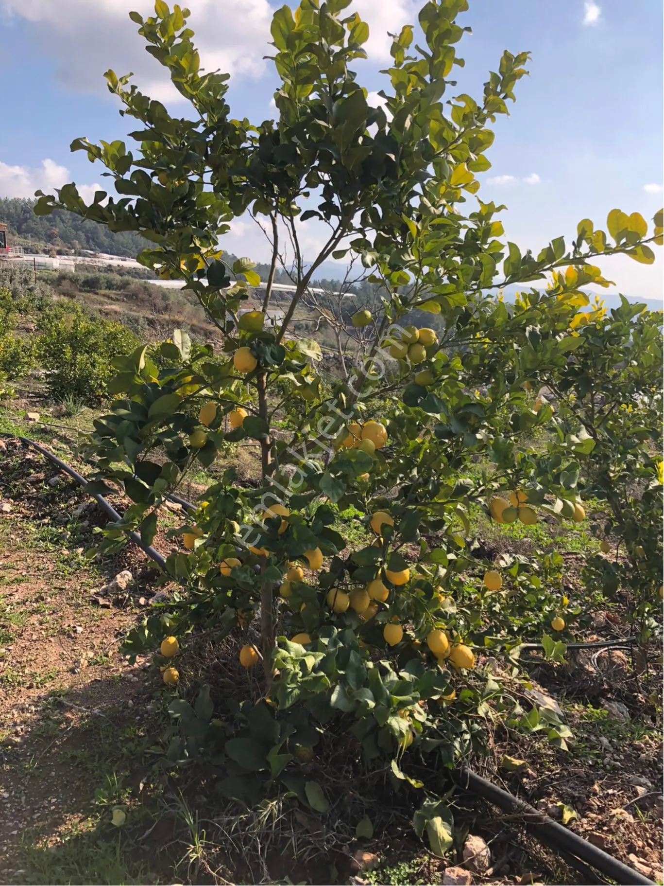 Kumluca’da Deniz Ve Orman Manzaralı,müstakil Tapulu Narenciye Bahçesi - Görsel 4