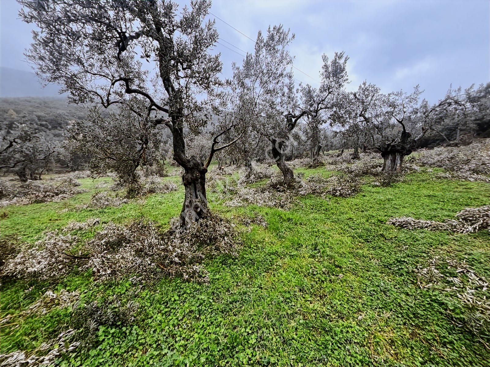 Fırsat!! 2561 M2 (köy Merkezinin Dibinde (elektrik Su Yanında ) - Görsel 26