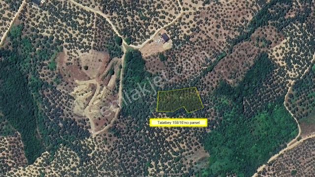 Remax Area'dan Mudanya-talatbey'de 2.5 Dönüm Satılık Zeytinlik