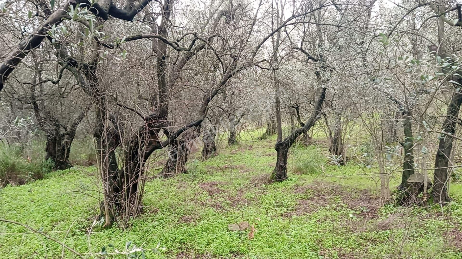 Remax Area'dan Mudanya-talatbey'de 2.5 Dönüm Satılık Zeytinlik - Görsel 10