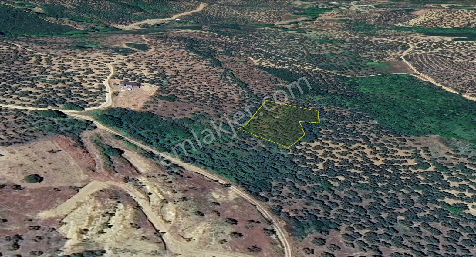 Remax Area'dan Mudanya-talatbey'de 2.5 Dönüm Satılık Zeytinlik - Görsel 4