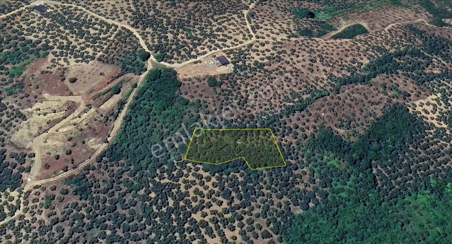 Remax Area'dan Mudanya-talatbey'de 2.5 Dönüm Satılık Zeytinlik - Görsel 3