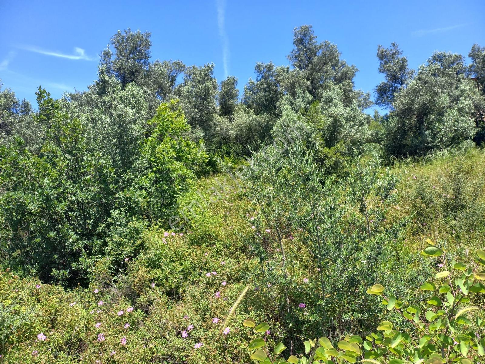242 M2 0.25-0.50 Emsal 2,5 Kat İmarlı Villalara Komşu Parsel ... - Görsel 10