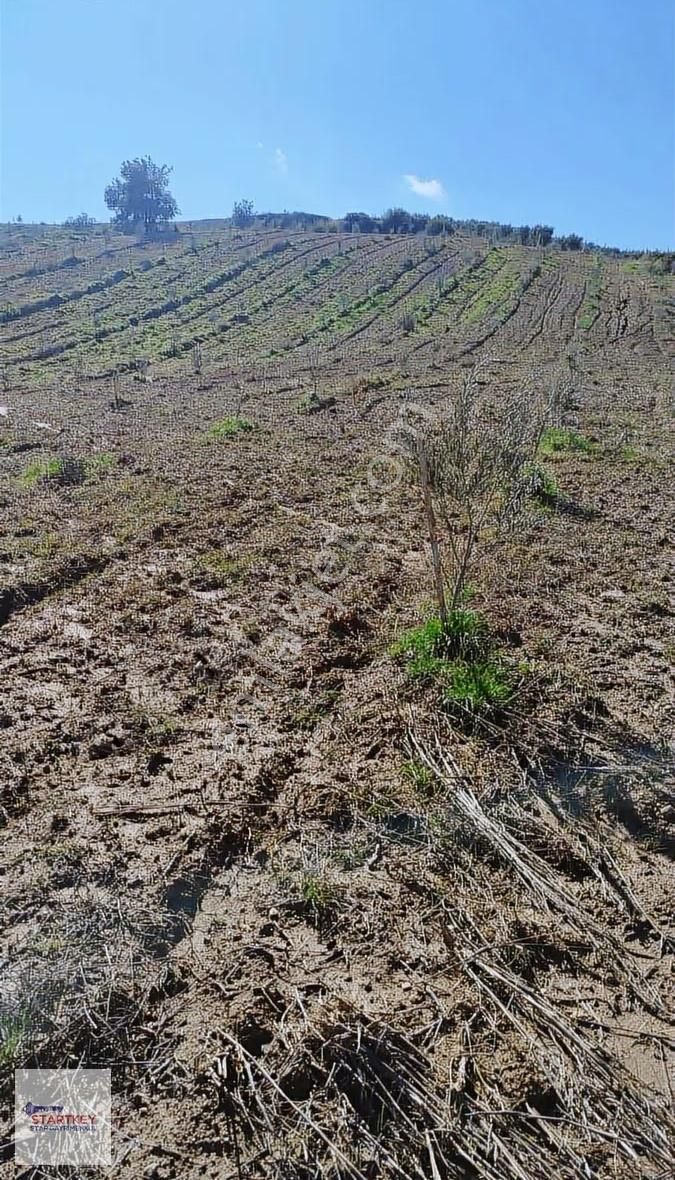 Manisa Salihli Çaypınar'da Satılık Zeytinlik - Görsel 3