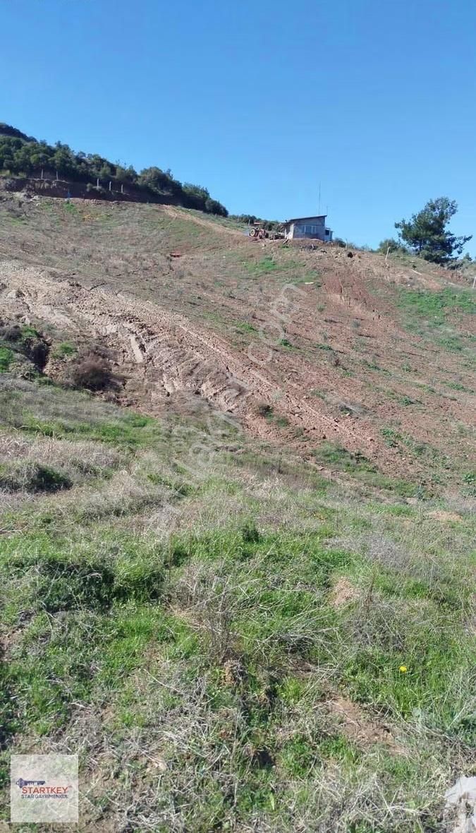 Manisa Salihli Çaypınar'da Satılık Zeytinlik - Görsel 2
