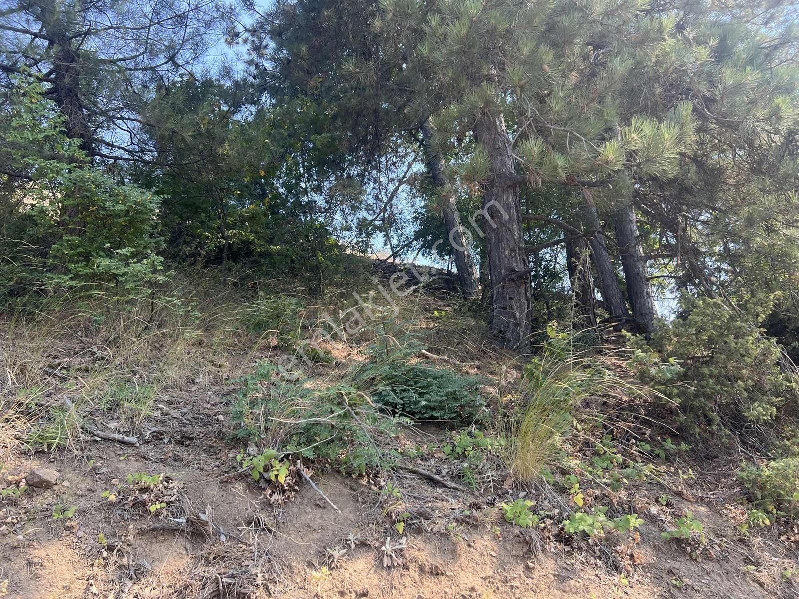 Dağyenice'de Tektapu Manzaralı Satılık 556 M2 - Görsel 2