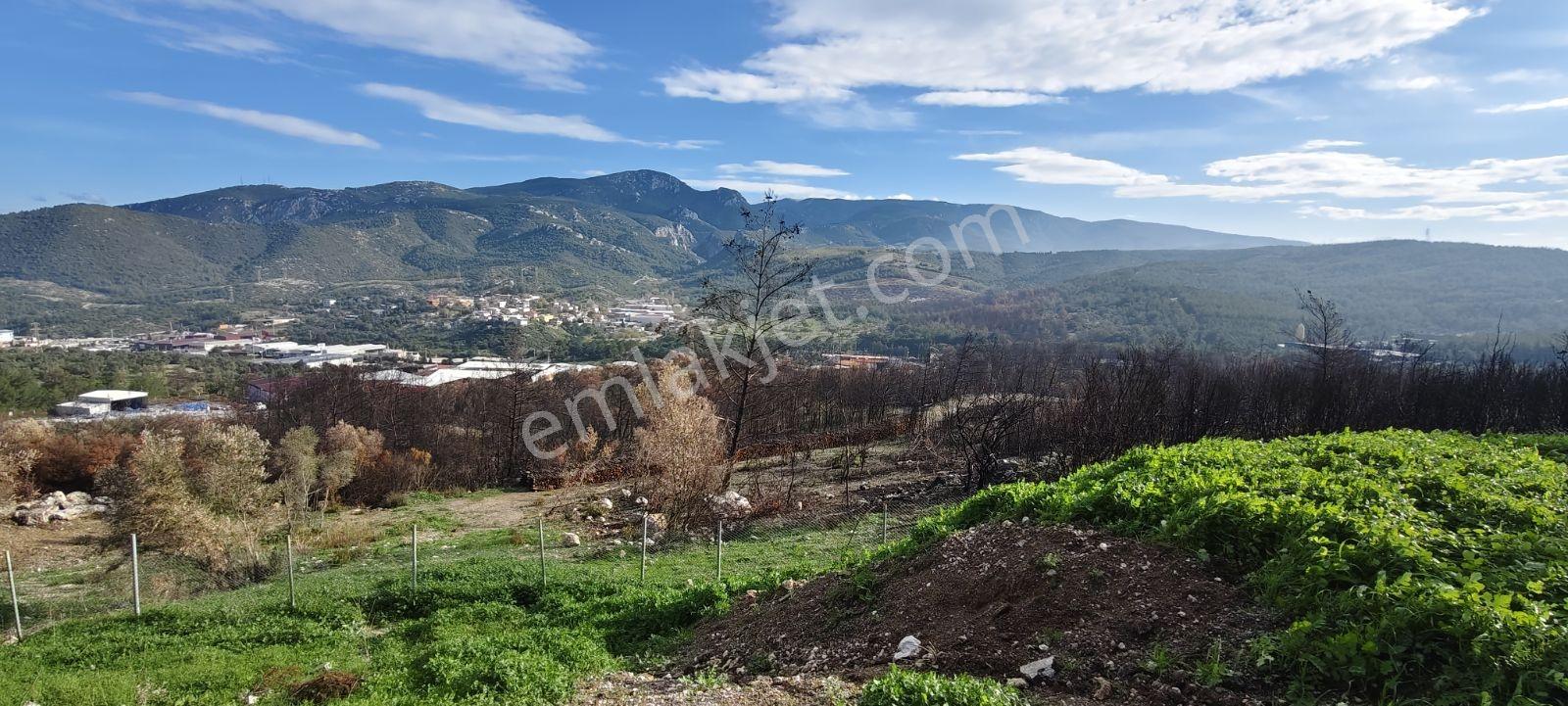 Gökdere Mahallesinde Satılık Bahçe Ve Zeytinlik