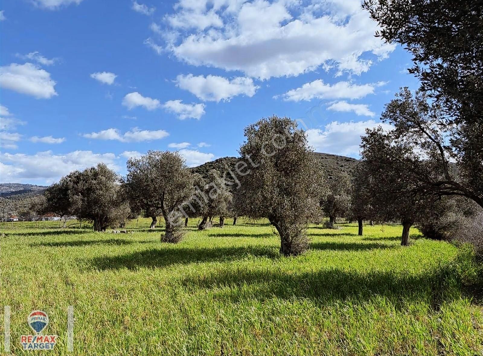 Güzelbahçe 600m2 Hisseli Zeytinlik