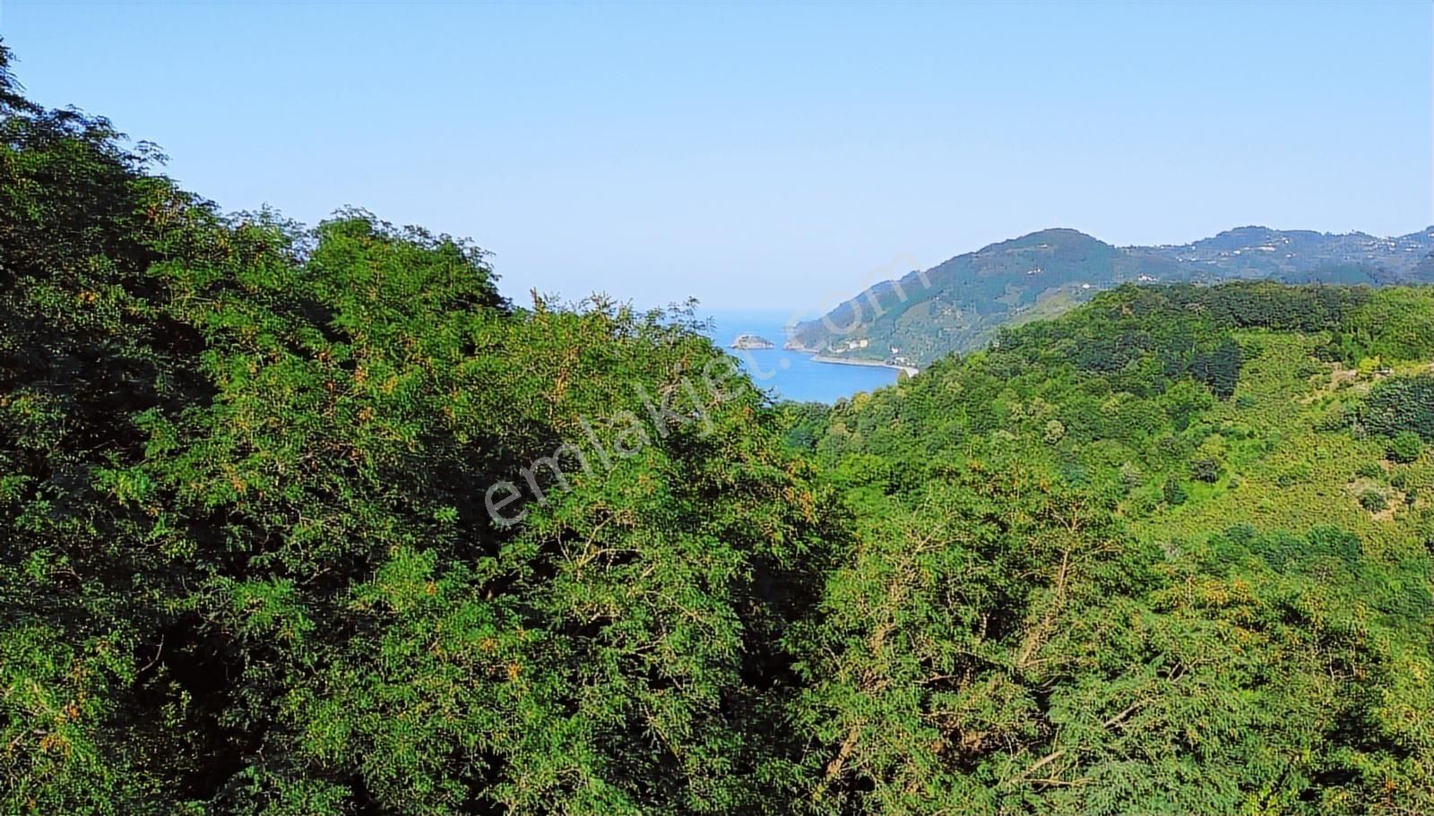 Çaytepede Satılık 11.066 M2. Fırsat Verimli Fındık Bahçesi - Görsel 10