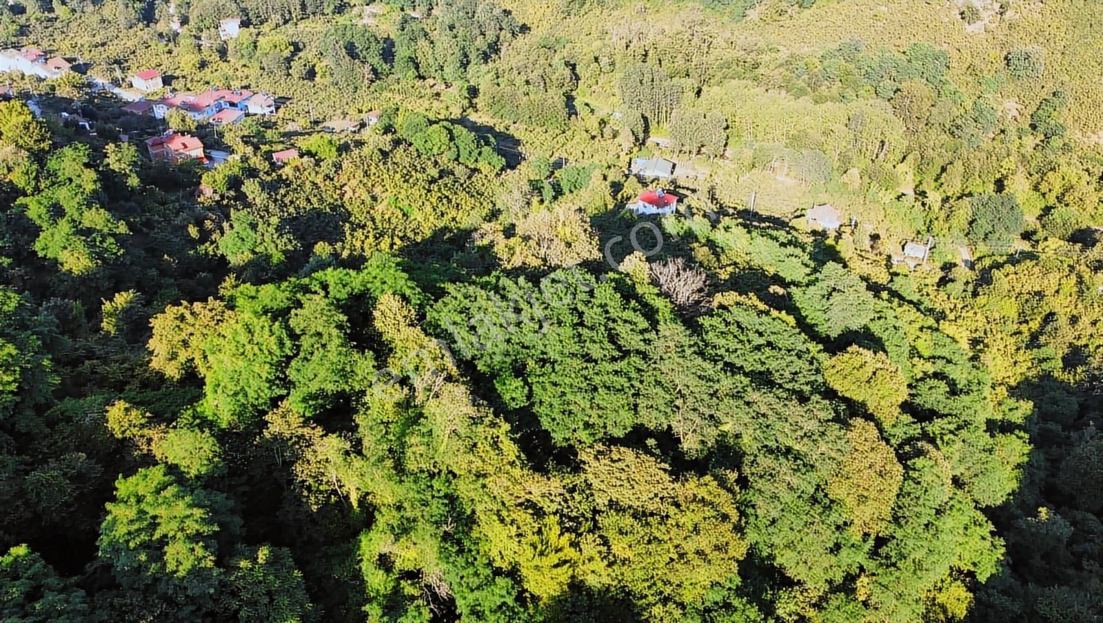 Çaytepede Satılık 11.066 M2. Fırsat Verimli Fındık Bahçesi - Görsel 15