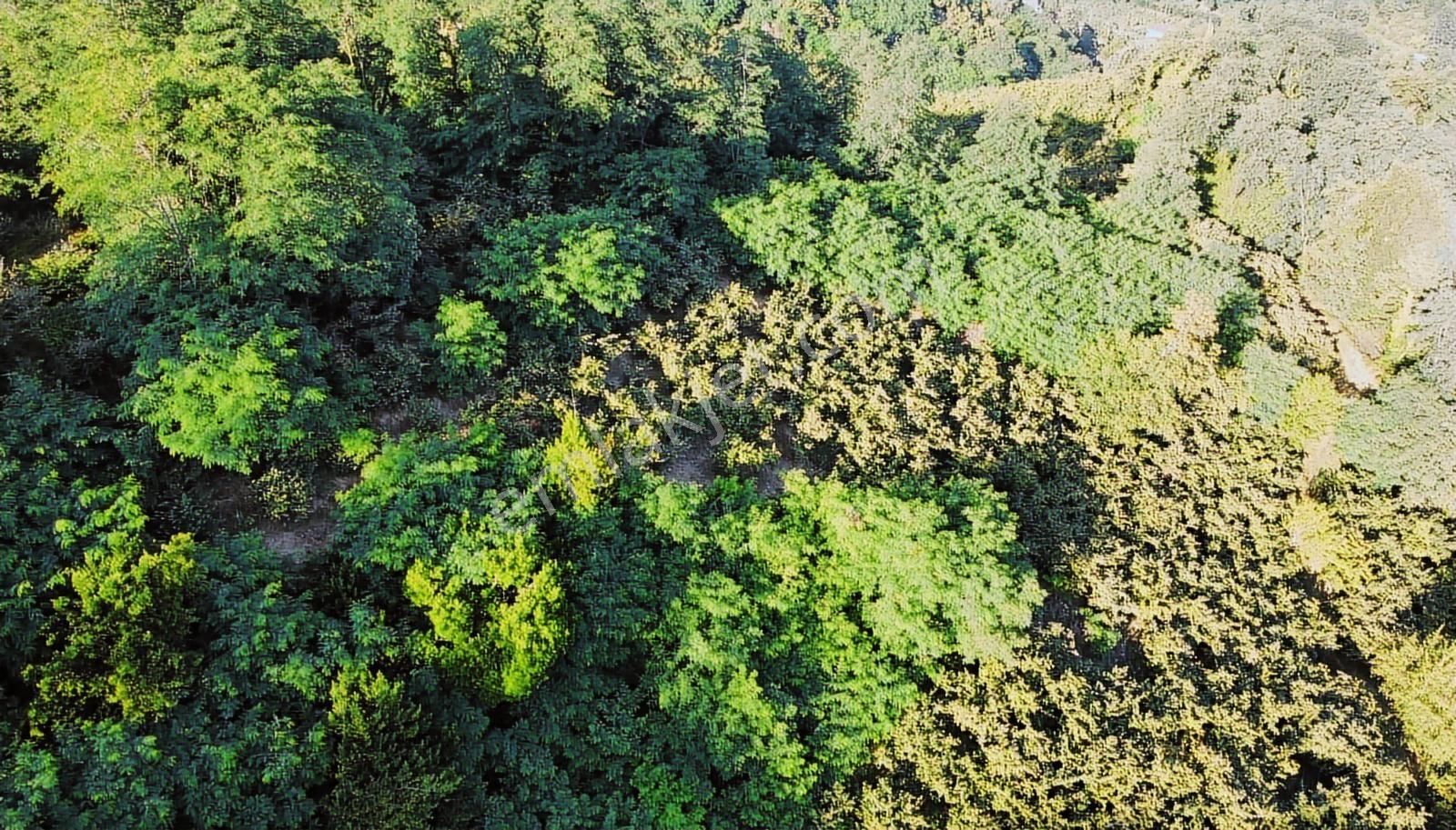 Çaytepede Satılık 11.066 M2. Fırsat Verimli Fındık Bahçesi - Görsel 8