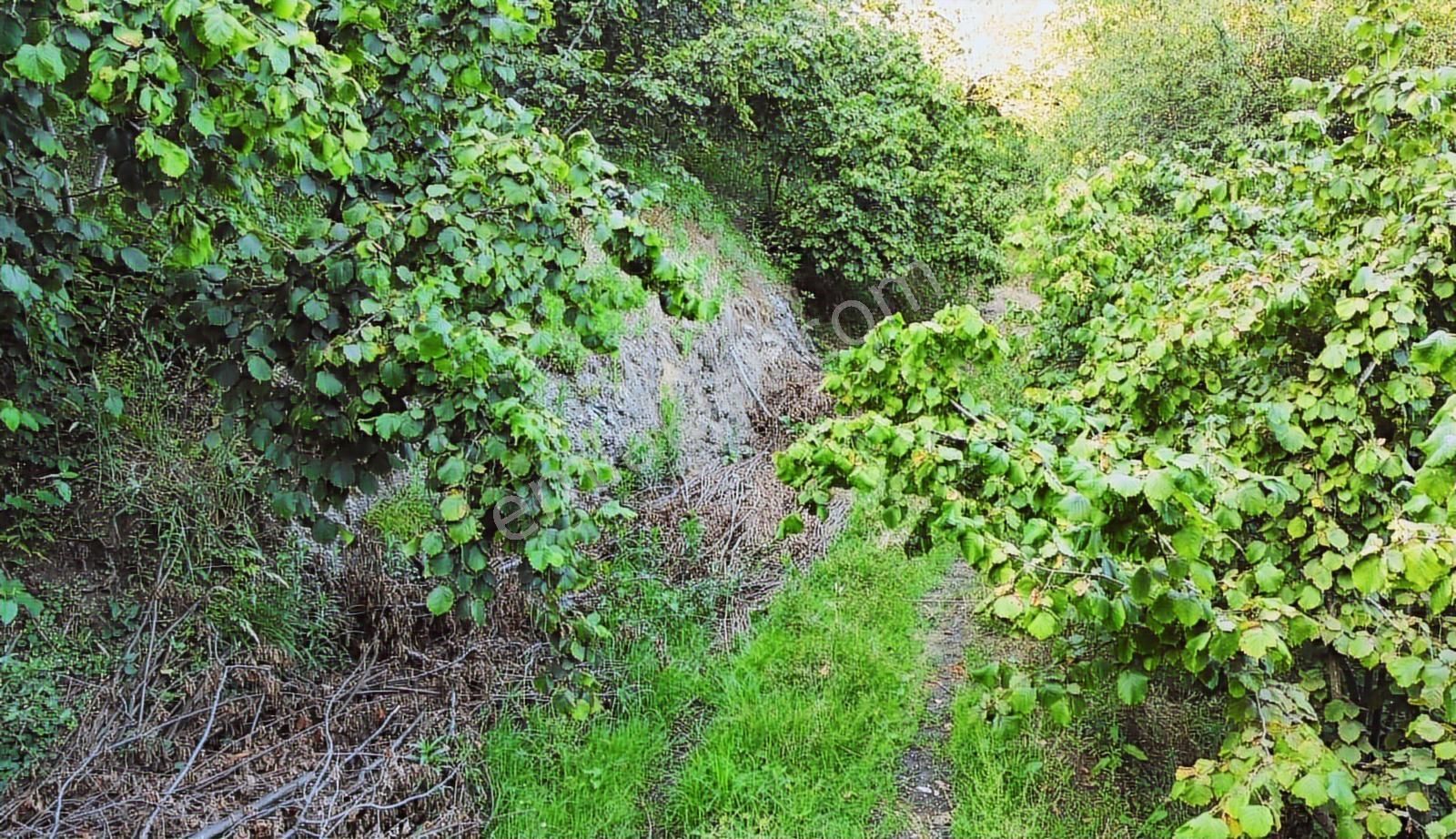 Çaytepede Satılık 11.066 M2. Fırsat Verimli Fındık Bahçesi - Görsel 6