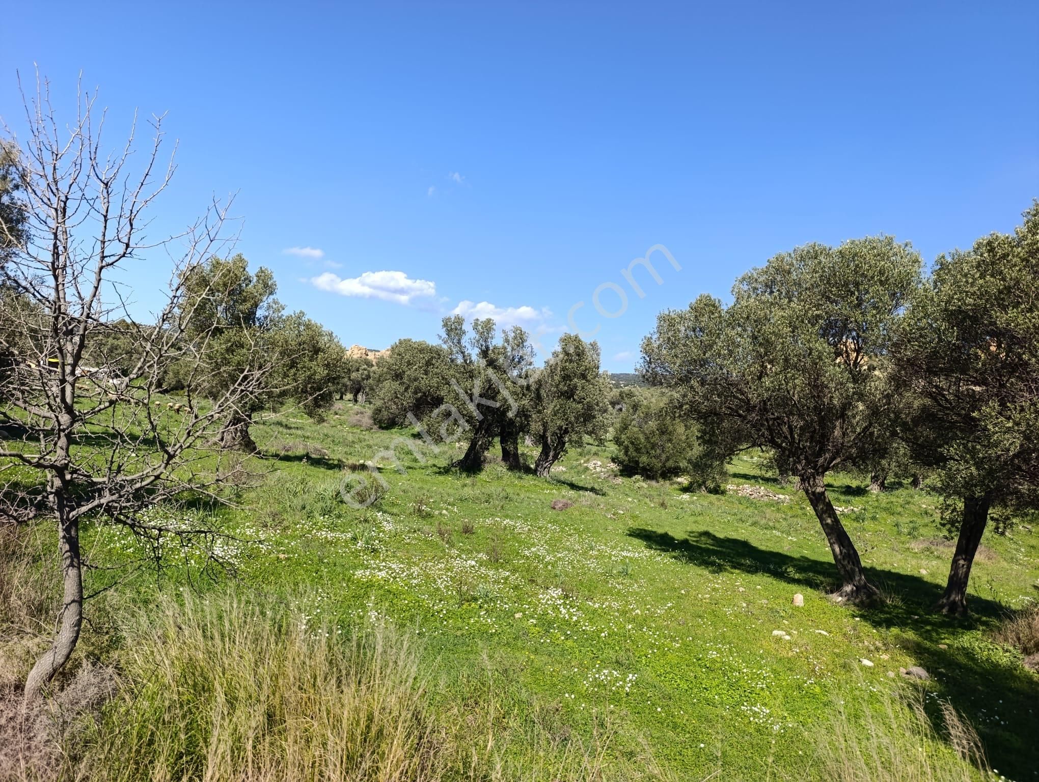 Foça Fevzipaşa Mah. Satılık 2183m2 Arsa - Görsel 2