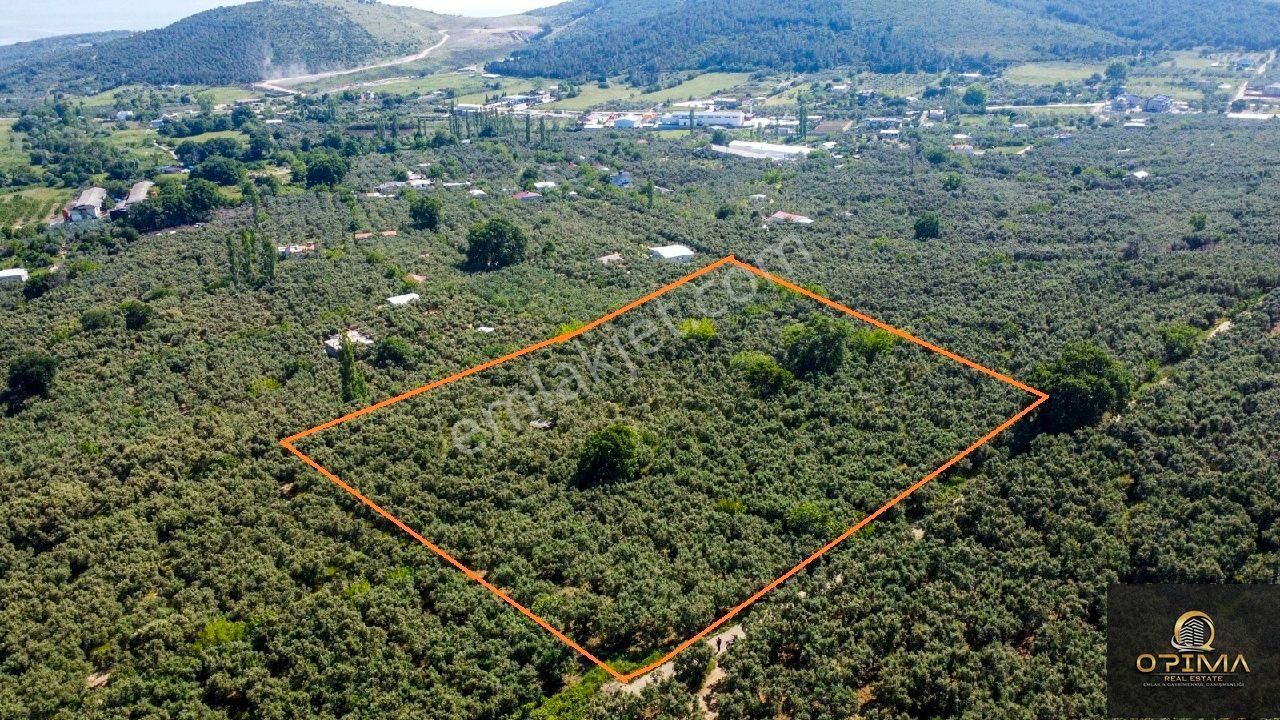 Opima Emlak'tan Ocaklar'da Yolu Açılmış Satılık 1260 M² Zeytinlik