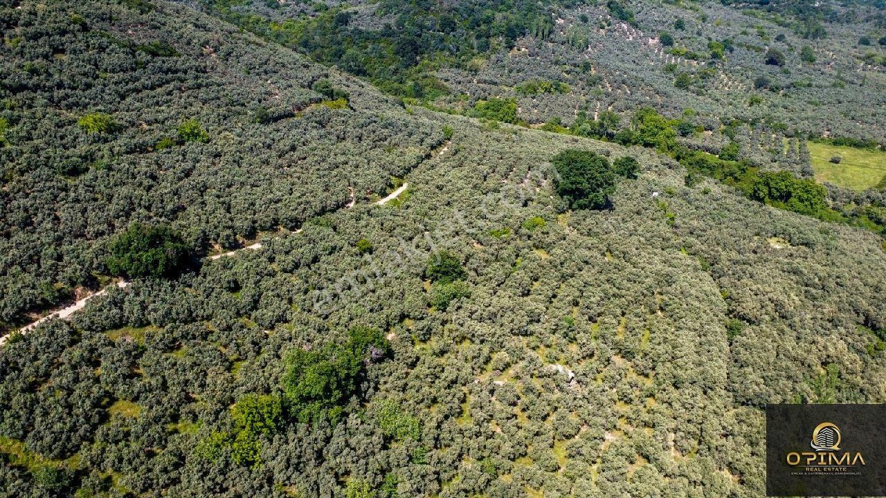 Opima Emlak'tan Ocaklar'da Yolu Açılmış Satılık 1260 M² Zeytinlik - Görsel 2