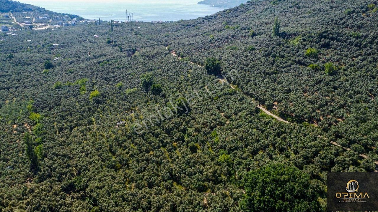 Opima Emlak'tan Ocaklar'da Yolu Açılmış Satılık 1260 M² Zeytinlik - Görsel 12