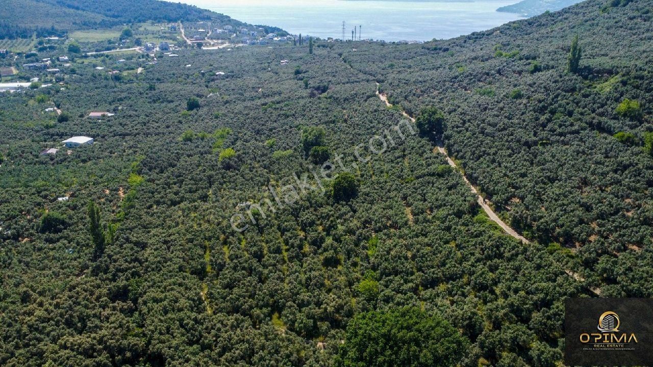 Opima Emlak'tan Ocaklar'da Yolu Açılmış Satılık 1260 M² Zeytinlik - Görsel 9