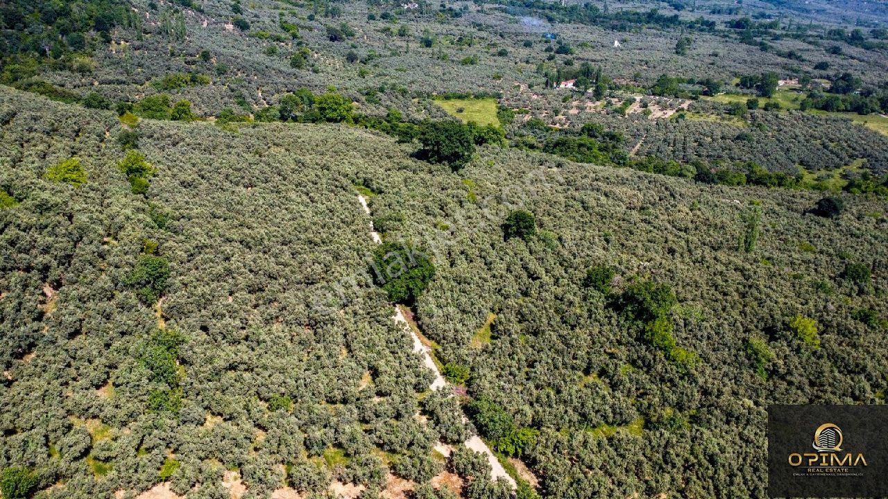 Opima Emlak'tan Ocaklar'da Yolu Açılmış Satılık 1260 M² Zeytinlik - Görsel 5