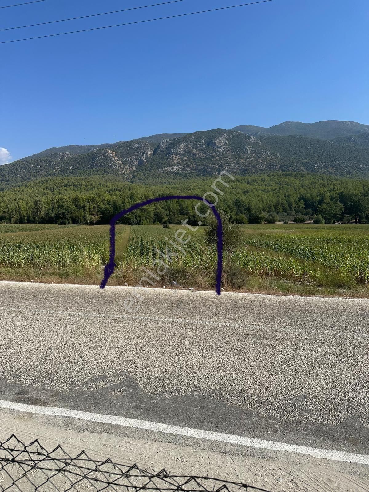 Kaş Sahil Palamut Kele - Görsel 4