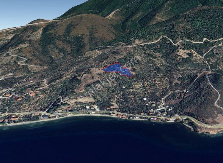 Balıkesir Erdek Narlı Mah. 4.420 M2 Satılık Zeytinlik Deniz Manzaralı Yatırımlık İmarlı - Görsel 8