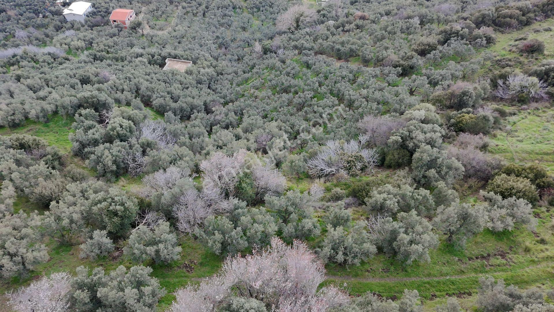 Balıkesir Erdek Narlı Mah. 4.420 M2 Satılık Zeytinlik Deniz Manzaralı Yatırımlık İmarlı - Görsel 7