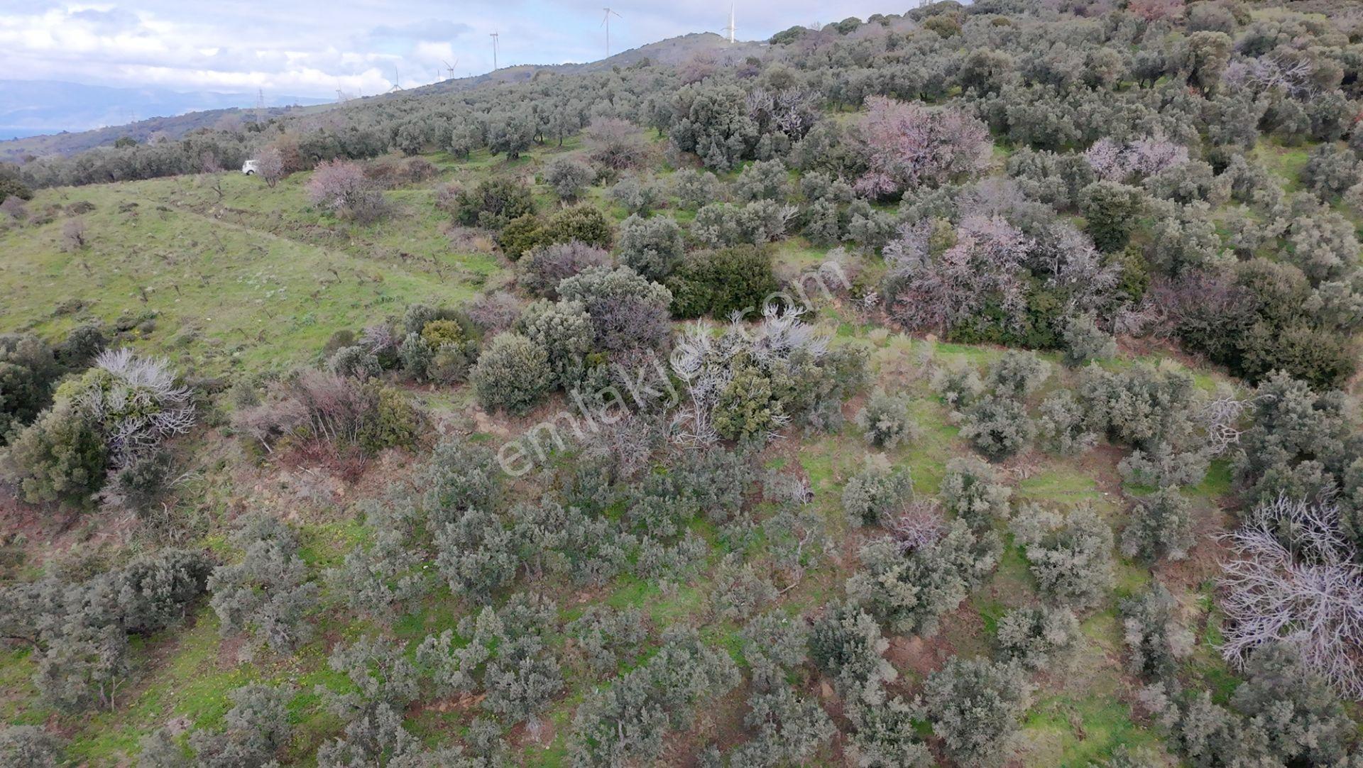 Balıkesir Erdek Narlı Mah. 4.420 M2 Satılık Zeytinlik Deniz Manzaralı Yatırımlık İmarlı - Görsel 6