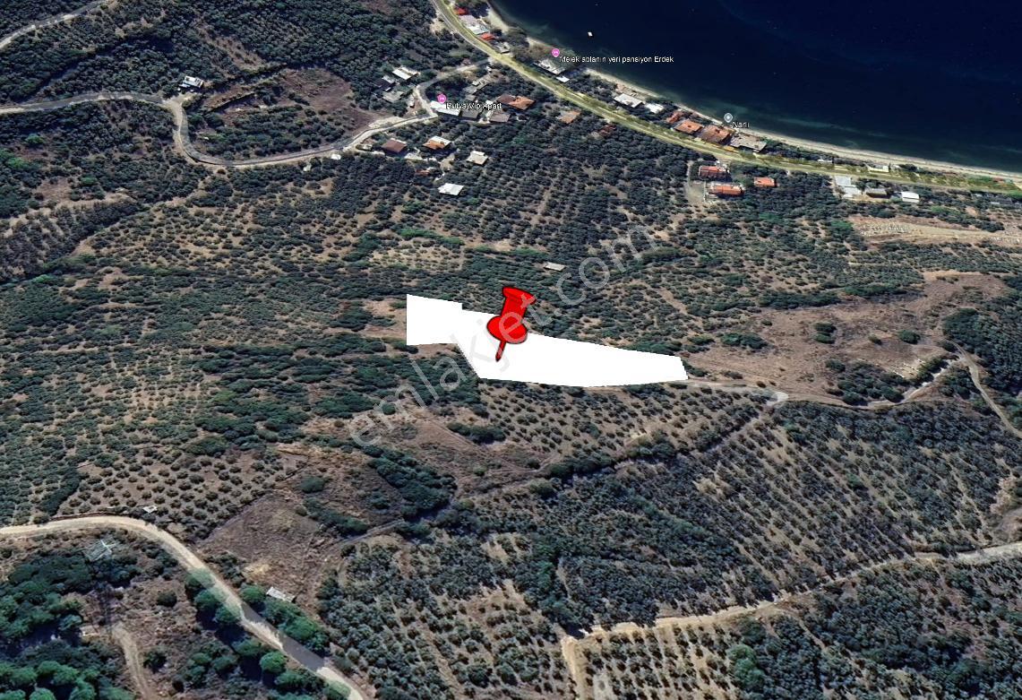 Balıkesir Erdek Narlı Mah. 4.420 M2 Satılık Zeytinlik Deniz Manzaralı Yatırımlık İmarlı - Görsel 4