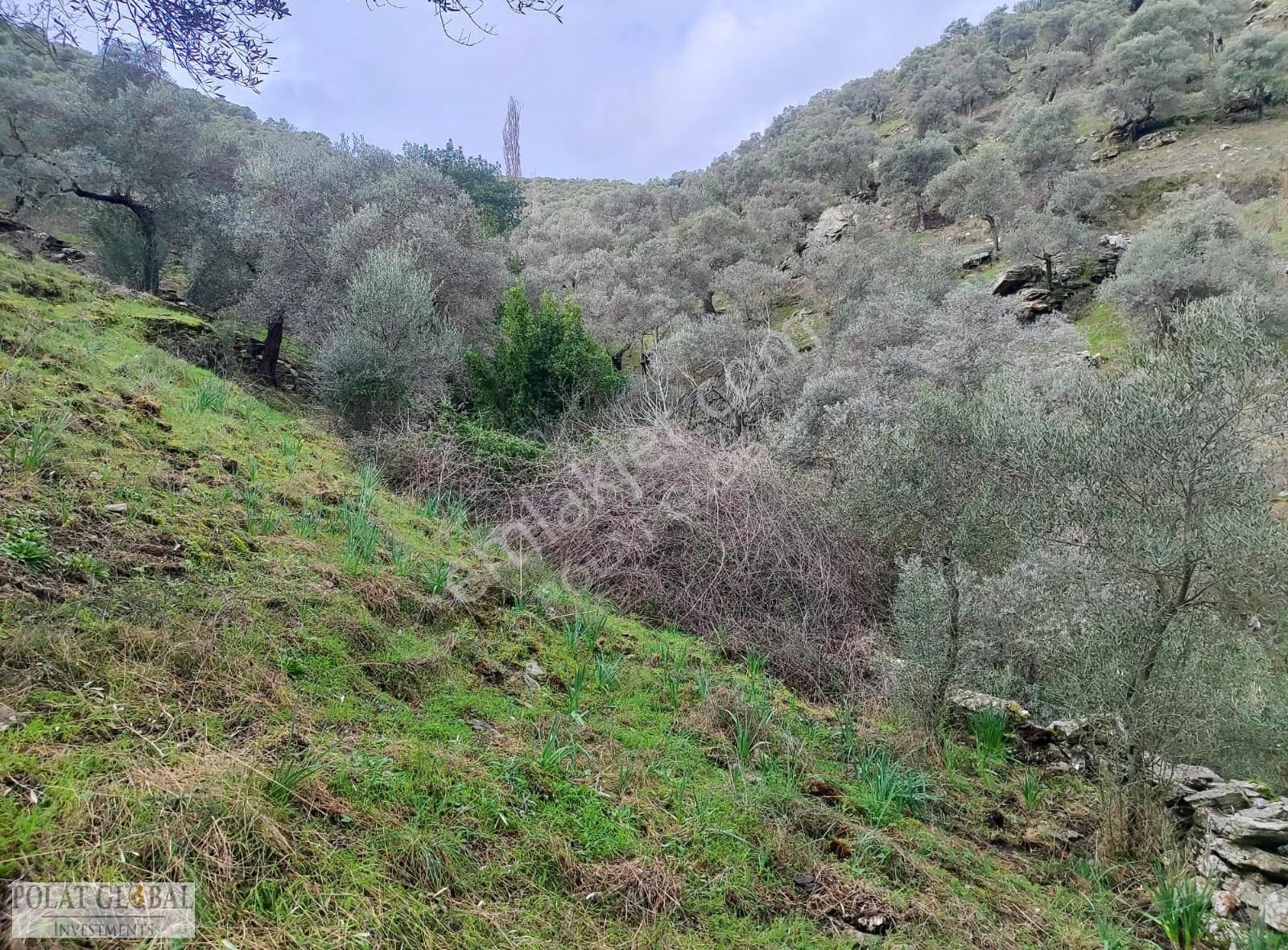Satılık Zeytinlik Kocakışla / Güllük - Görsel 18