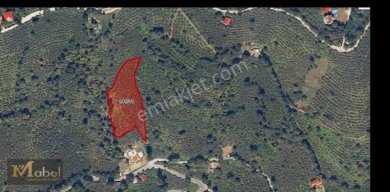 Mabel Gayrimenkul- Bayadı Mahallesinde Satılık Fındık Bahçesi - Görsel 5