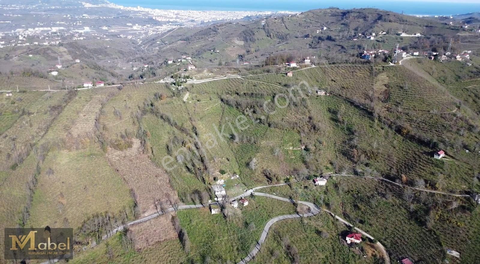 Mabel Gayrimenkul- Bayadı Mahallesinde Satılık Fındık Bahçesi