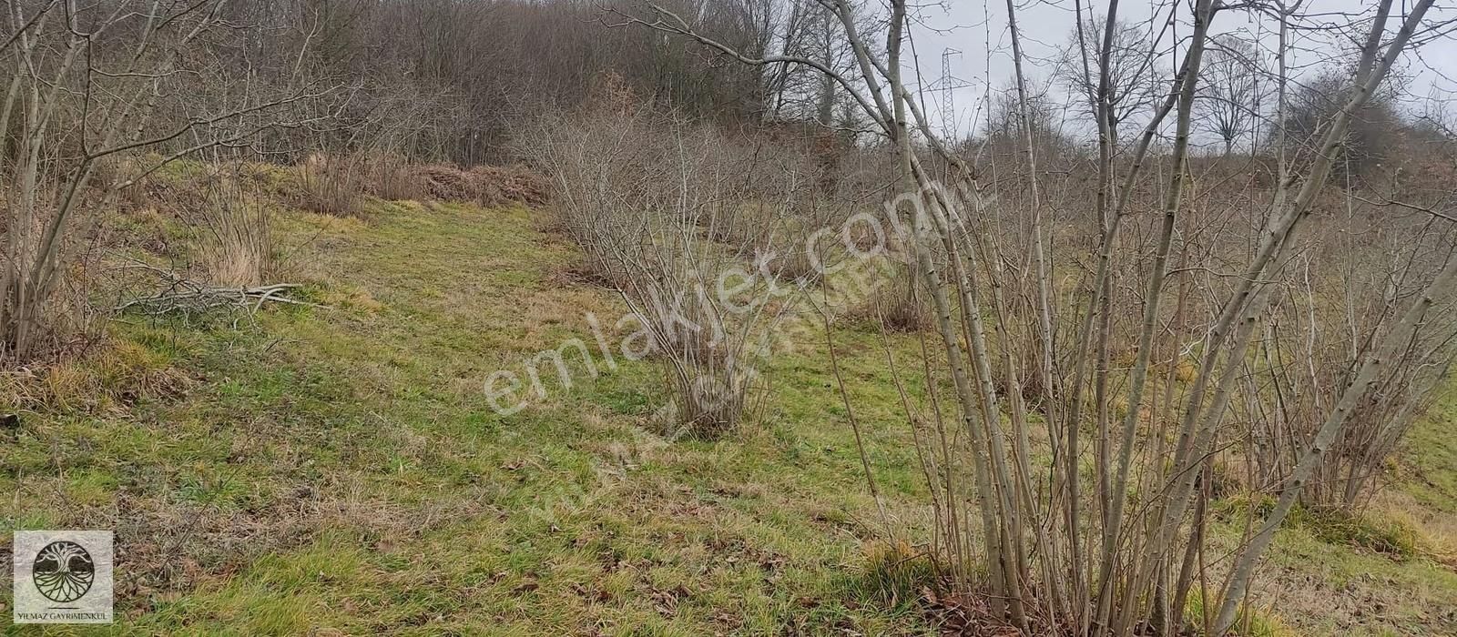 Kandıra Dalca'da %5 İmarli, 2731m² Fındık Bahçeli Tarla - Görsel 23