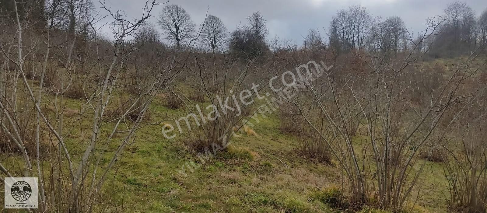 Kandıra Dalca'da %5 İmarli, 2731m² Fındık Bahçeli Tarla - Görsel 6