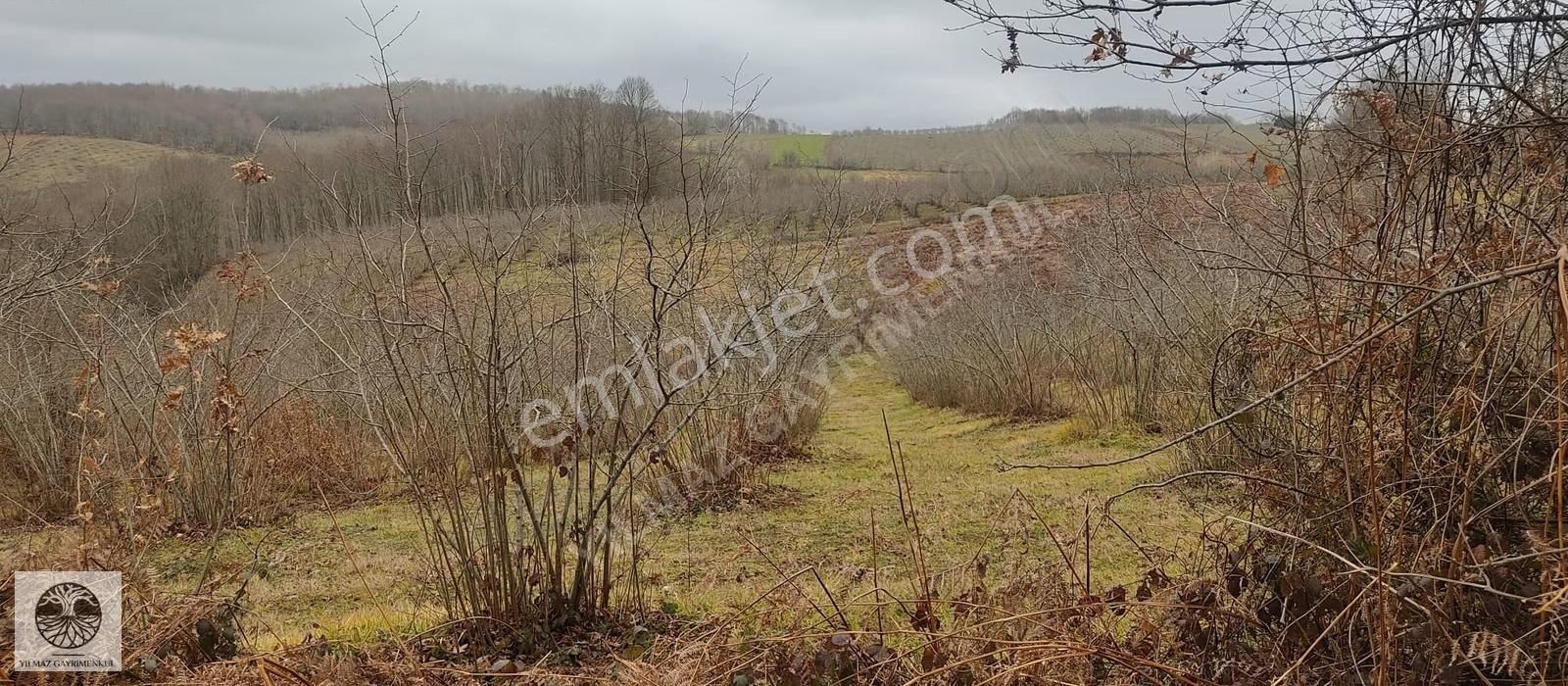 Kandıra Dalca'da %5 İmarli, 2731m² Fındık Bahçeli Tarla - Görsel 13