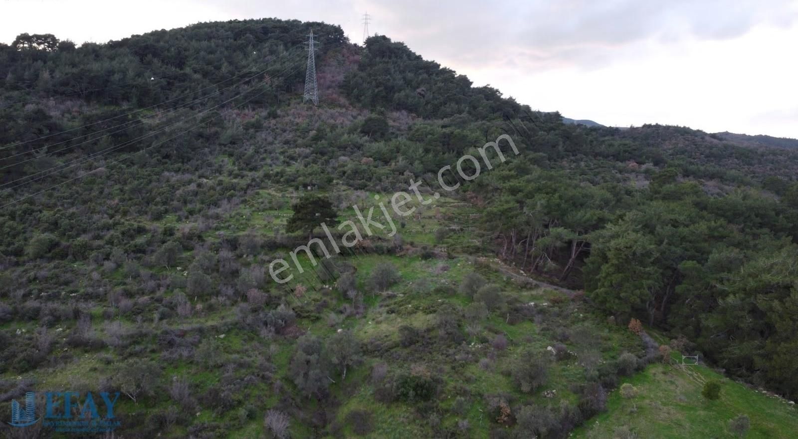 Yerlitahtacı Kozak Girişi Zeytinli Tarla - Görsel 2