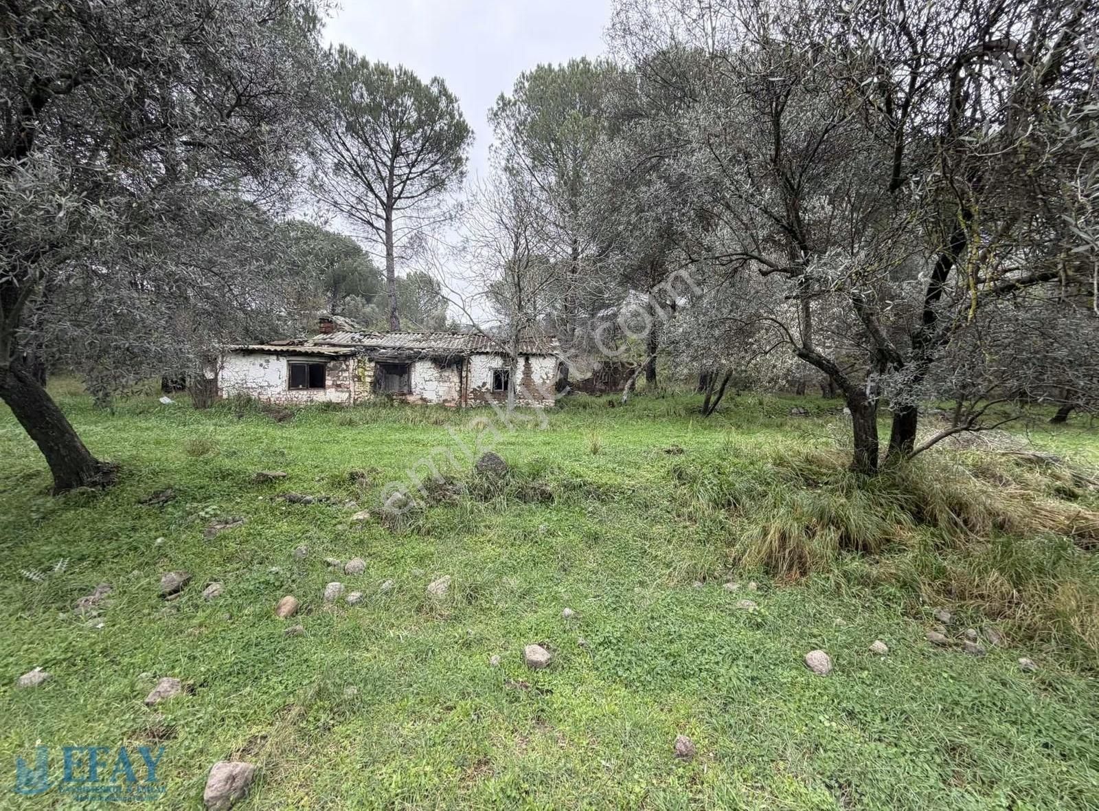İncecikler Mevkii Zeytinli Çam Agaclı Tarla - Görsel 6